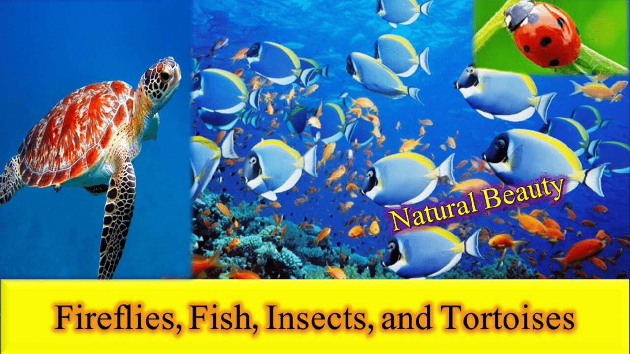 "Glowing Wonders of Nature: Exploring Fireflies, Fish, Insects, and Tortoises" Natural Beauty