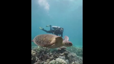 Turtle & Diver