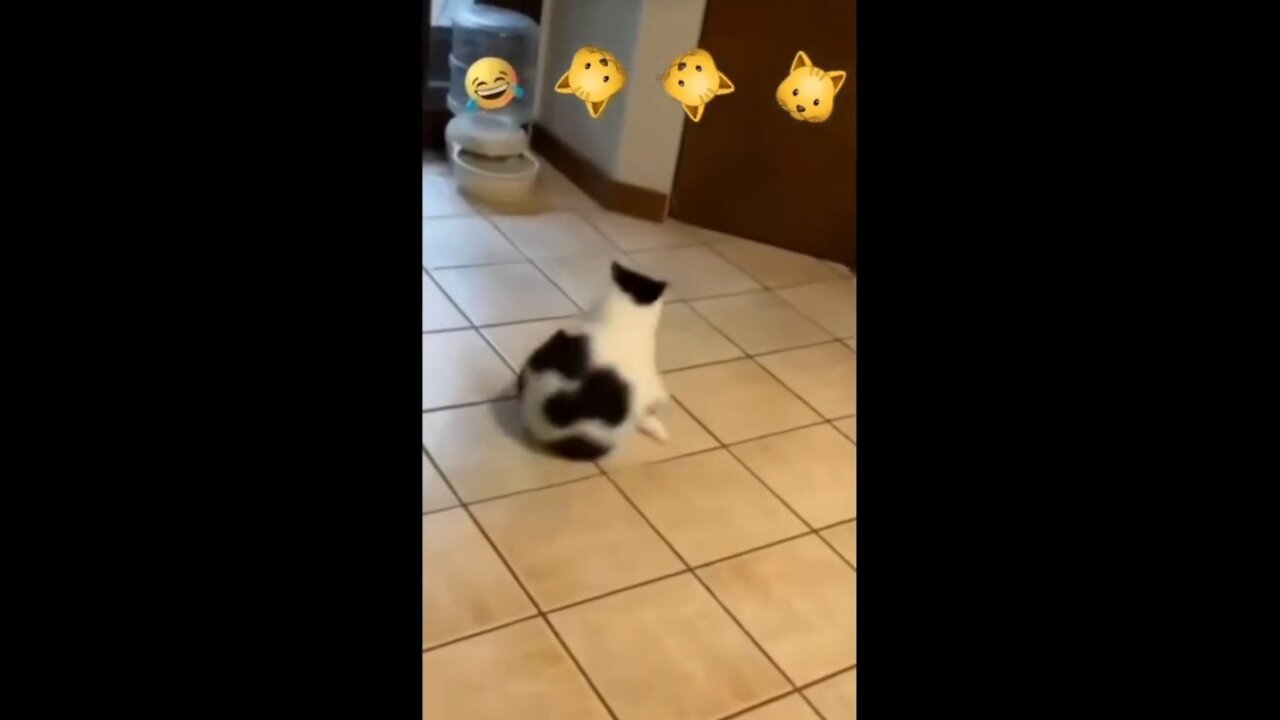 Cat are also doing exercise 😂 Funny pets life #15