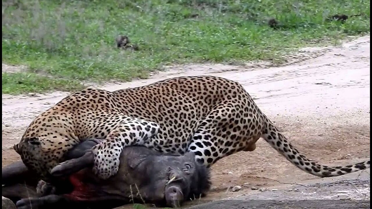 Leopard attack wild boar and kids