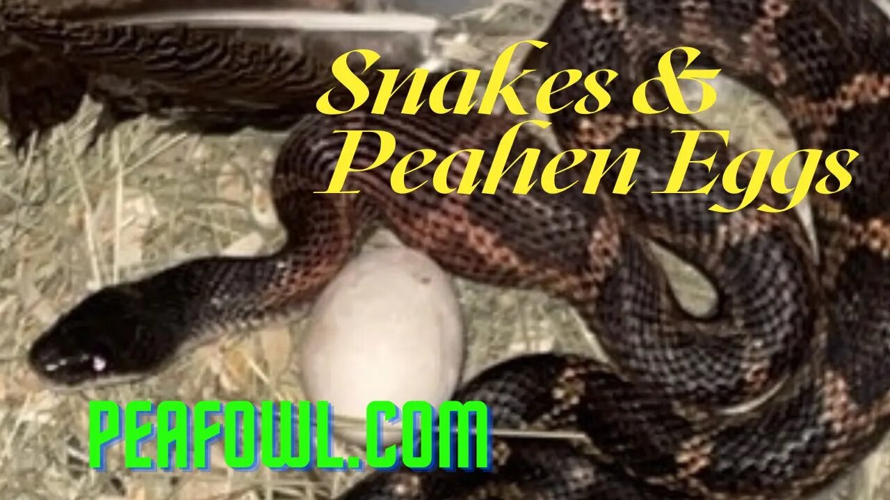 Snakes and Peahen Eggs, Peacock Minute, peafowl.com