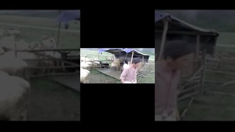 village animals /sheeps in village