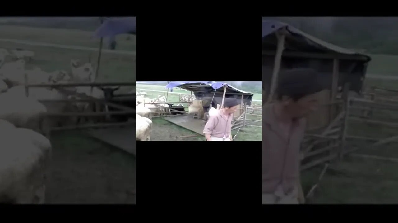 village animals /sheeps in village