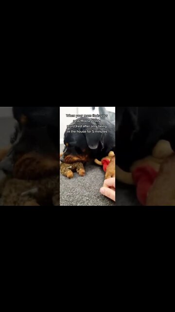 Why does my dog destroy every teddy 🧸💁‍♀️ #shorts #dogs #rottweiler