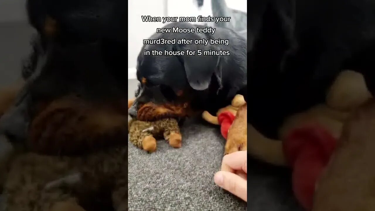 Why does my dog destroy every teddy 🧸💁♀️ #shorts #dogs #rottweiler