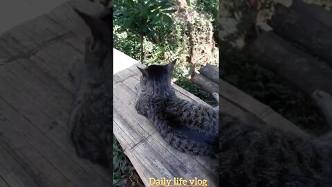 oh my god the cat looks like it hates me