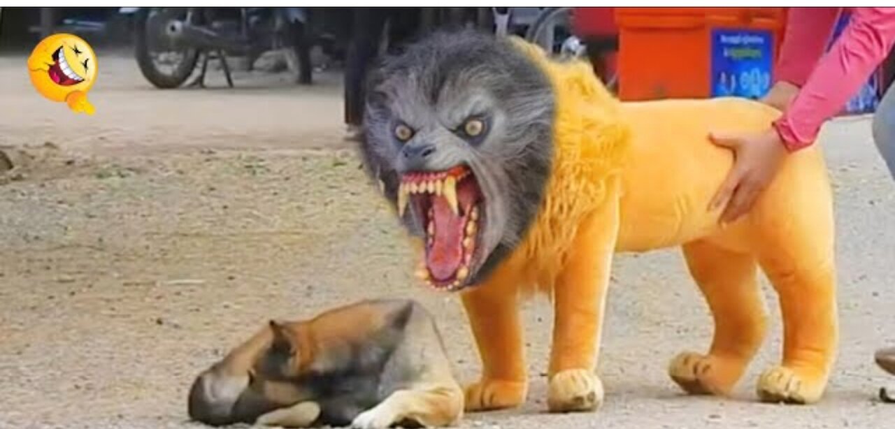 Troll prank dog funny & fake lion & fake tiger prank to dog &and huge box prank ro dog