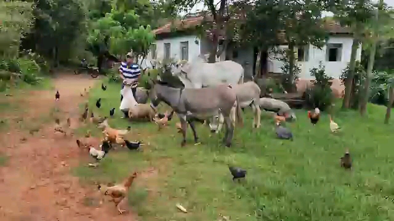 Roça Aonde Noé Soltou Os Animais > Arcar De Noé..