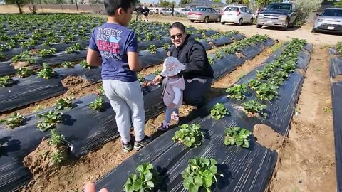 We Went Strawberry Picking Today!