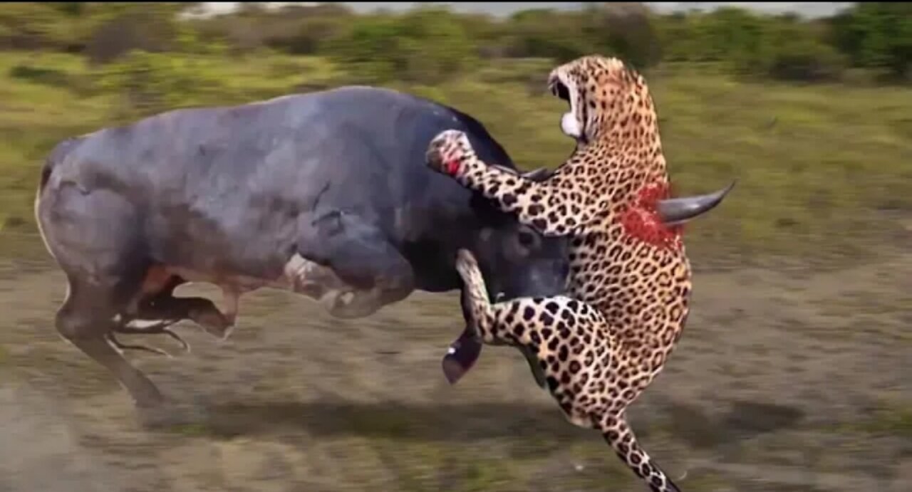 Strongest Animals In Africa ► Buffalo Vs Lion; Leopard Receives Fierce Attacks From The Buffalo Herd