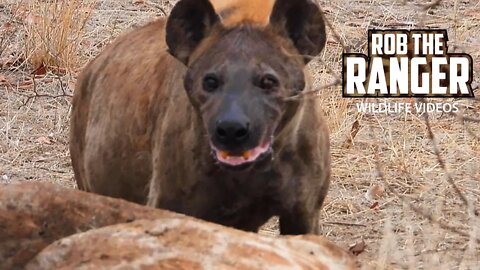 Hyena and Vultures Feast On A Giraffe | Kruger National Park