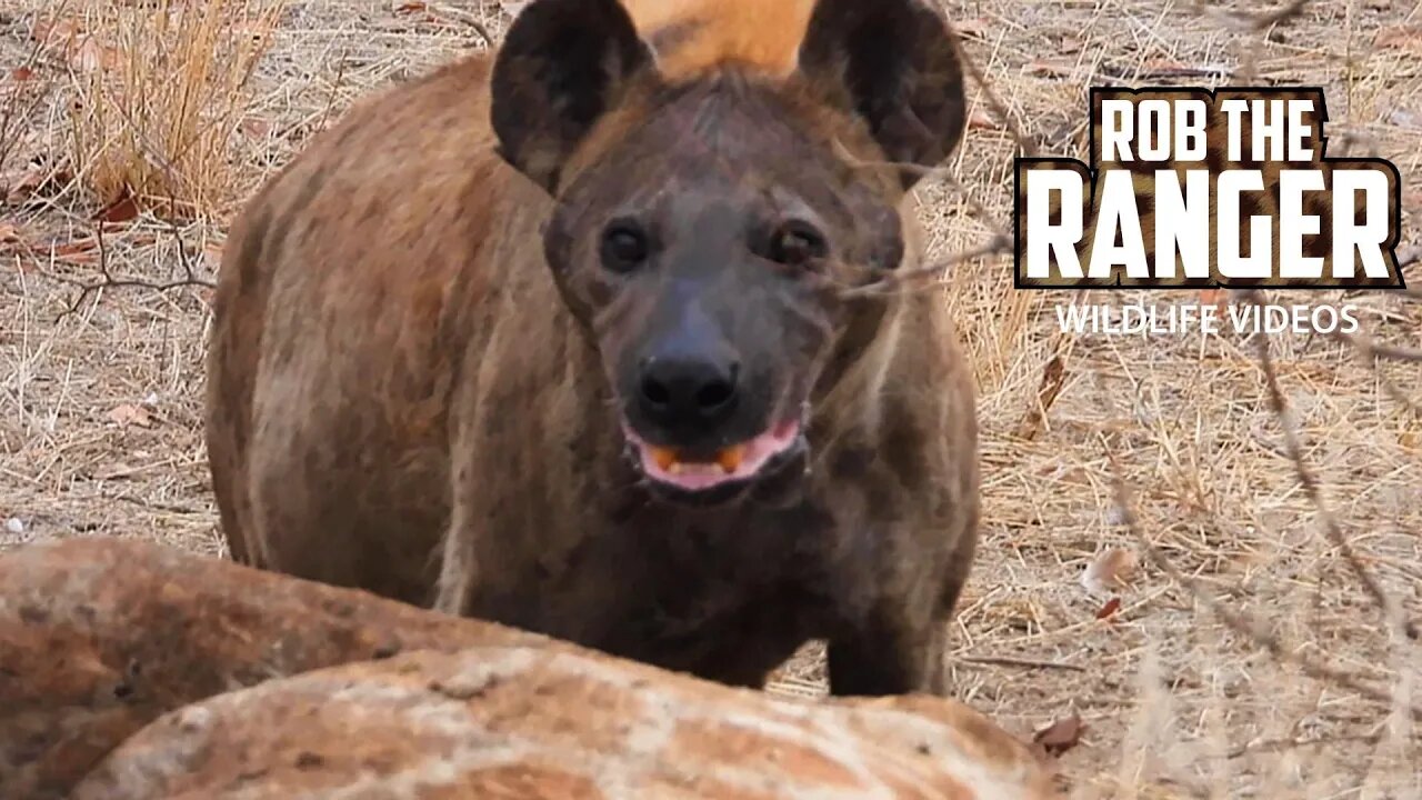 Hyena and Vultures Feast On A Giraffe | Kruger National Park