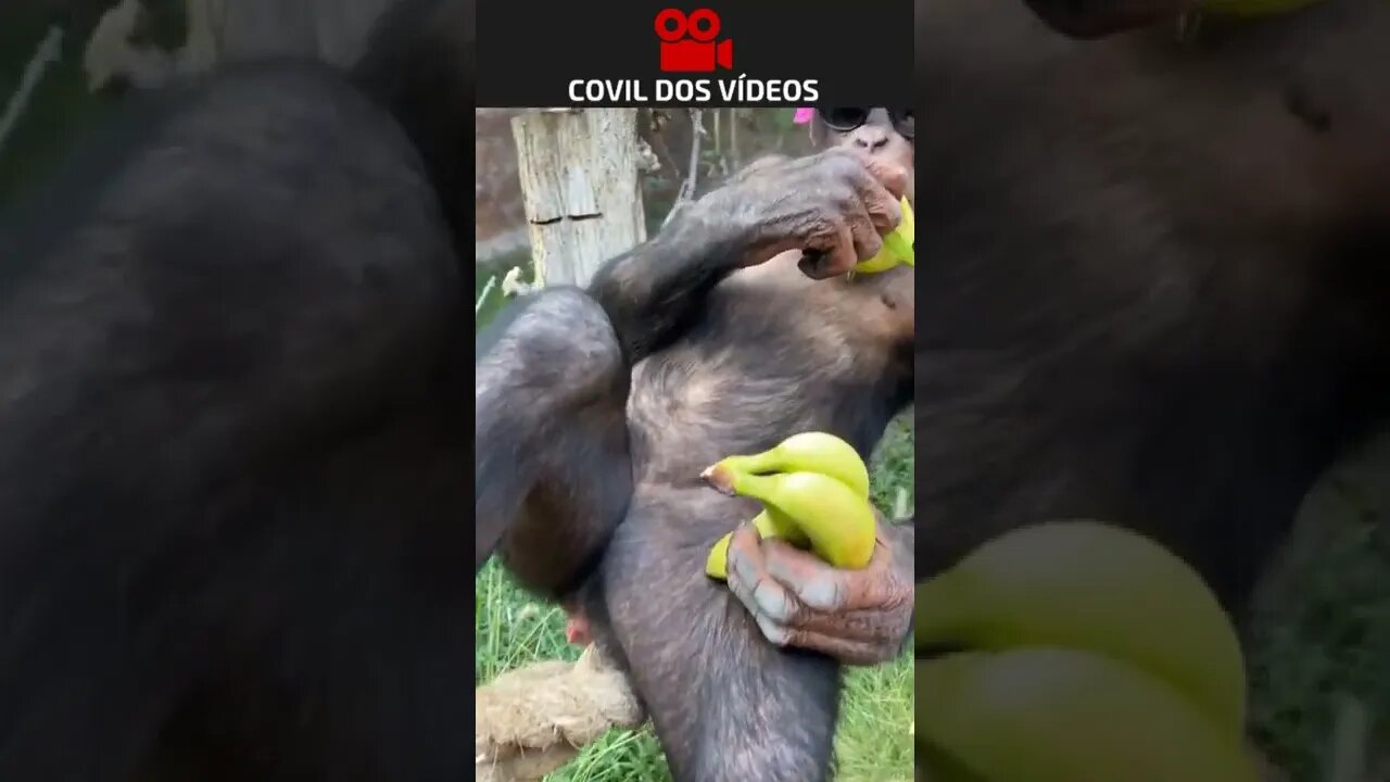 macaco também tira férias 😂😂😂