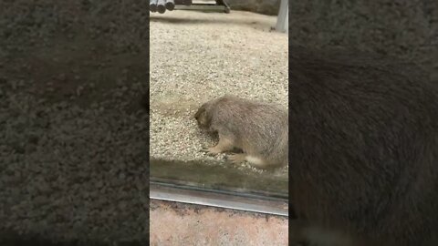 어린이대공원 프레ㄹㅣ독