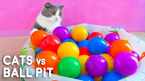 Can Cats Walk On Ball Pit