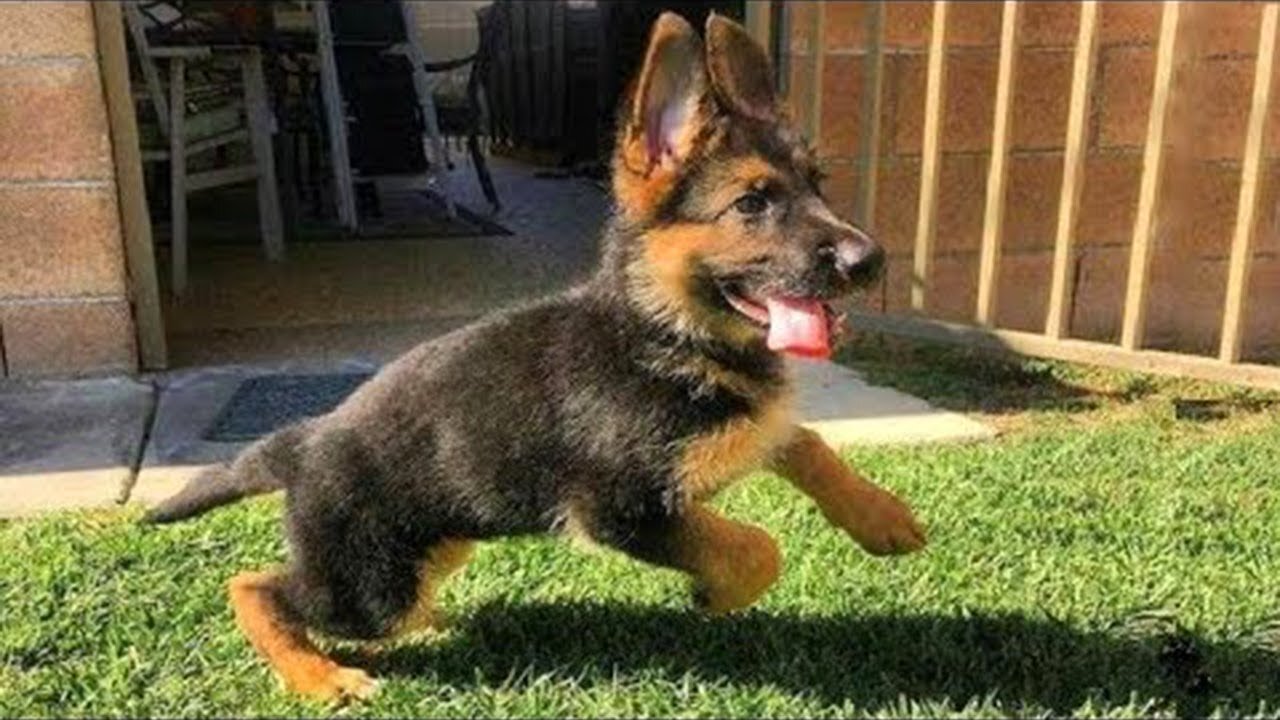 Funniest & Cutest German Shepherd Puppies Funny Dog Videos 2024