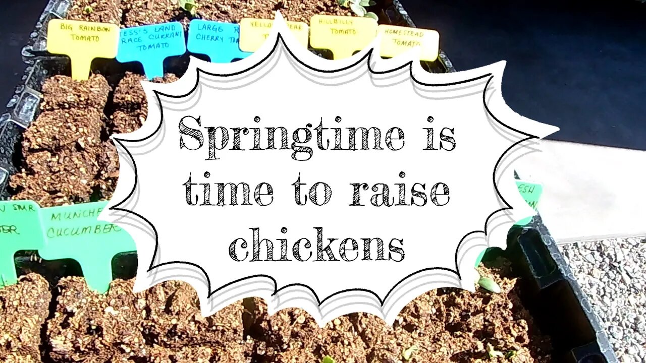 Springtime is the time for raising chickens