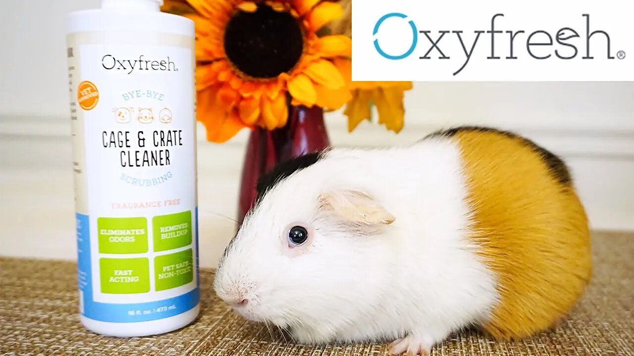 How I Clean My Guinea Pigs Cage 2022 | Oxyfresh | Ad