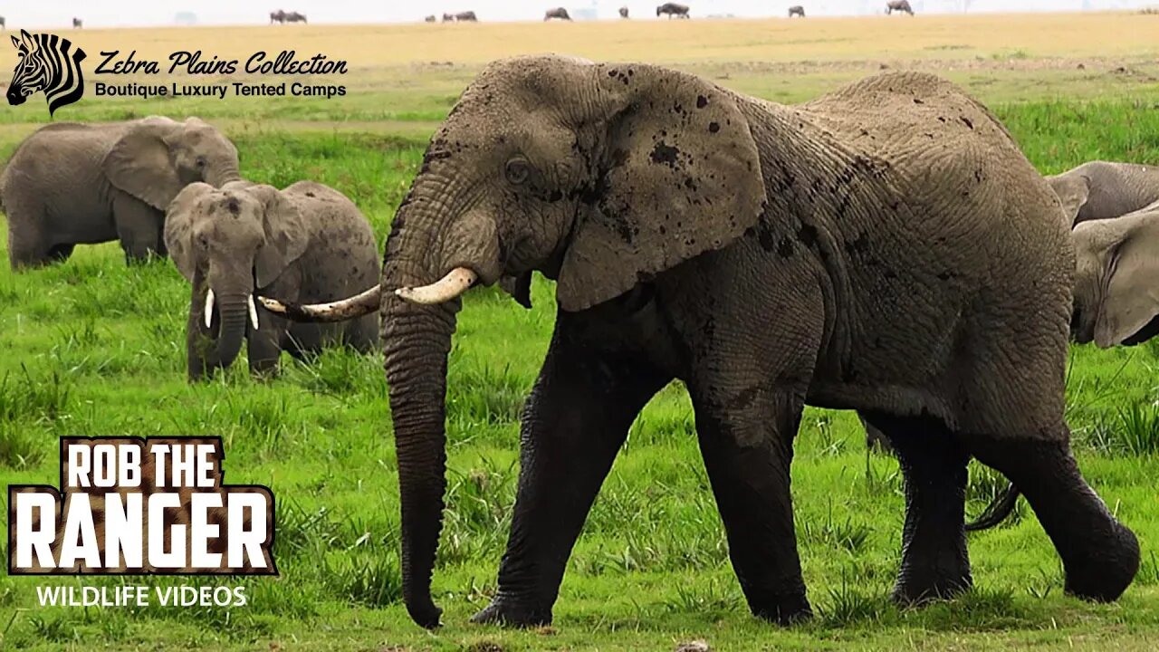 Amboseli Elephant Bull Looking For Love | Zebra Plains Safari