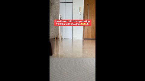 Have you seen my dog?