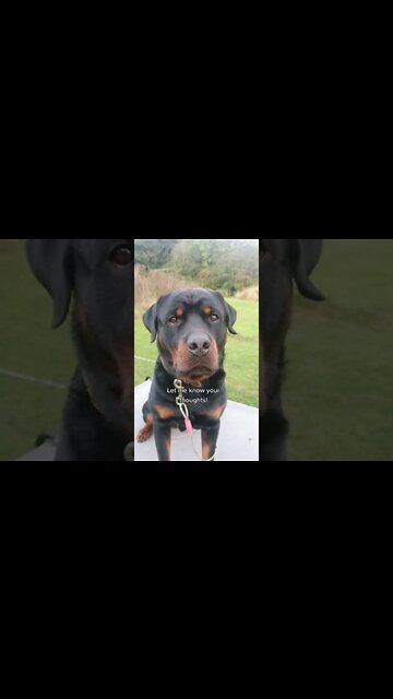 Beautiful rottie sends his girlfriend a poem 💕 #Shorts #rottweiler #dogs