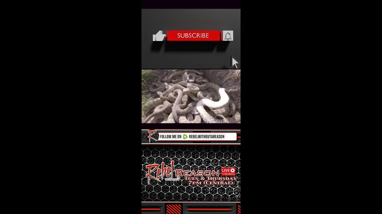 Snakes on the Plain
