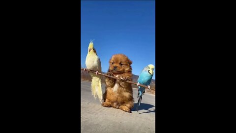 A dog can carry two parrots...