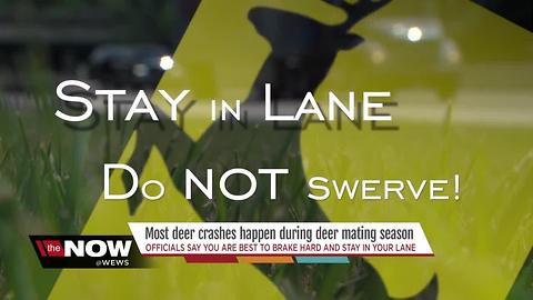 What to do if you see a deer while driving