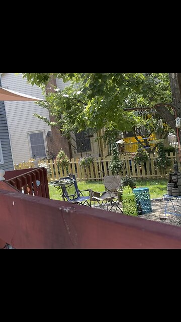 Blue Jay enjoying his fresh water