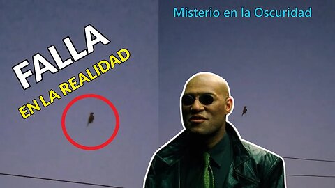 Pájaro suspendido en el aire causa impacto en Redes Sociales