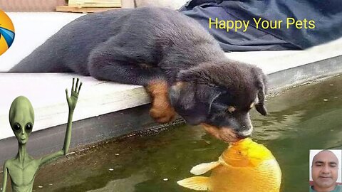 Funniest Cats And Dogs Videos 😁 Funny Animal Videos 2024 😸 Part 59