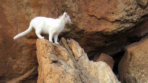 Our Cats #88 #shorts - Pusspuss the Cat Walks Down Steep Boulder