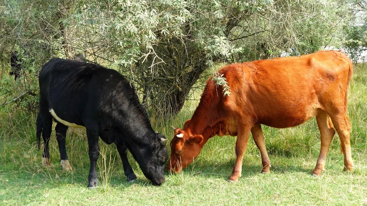 Домашние Животные + Видео + Звуки Животных