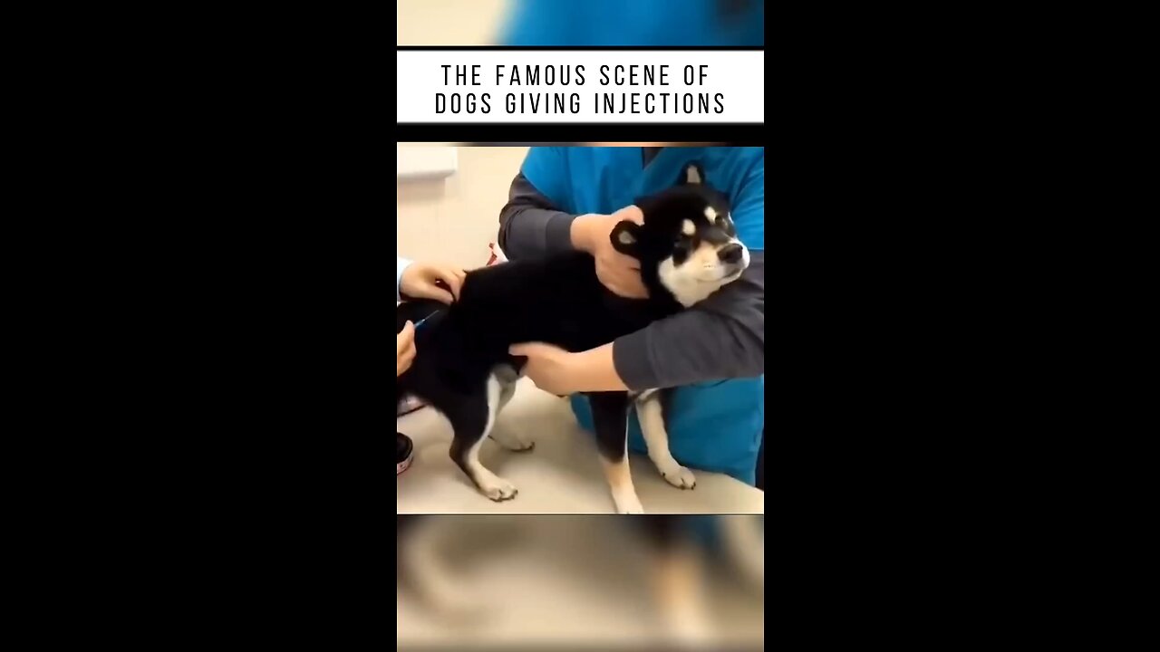 Funny scenes of dogs giving injections