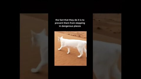 Facts about Cats