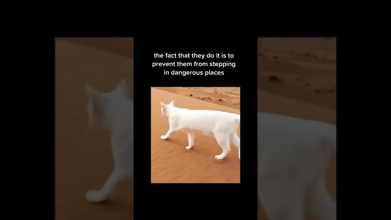 Facts about Cats