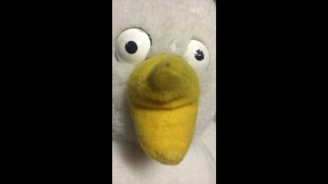 Pomba no Ribite