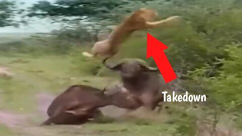 African Buffalo Saving His Friend From Lion Attack