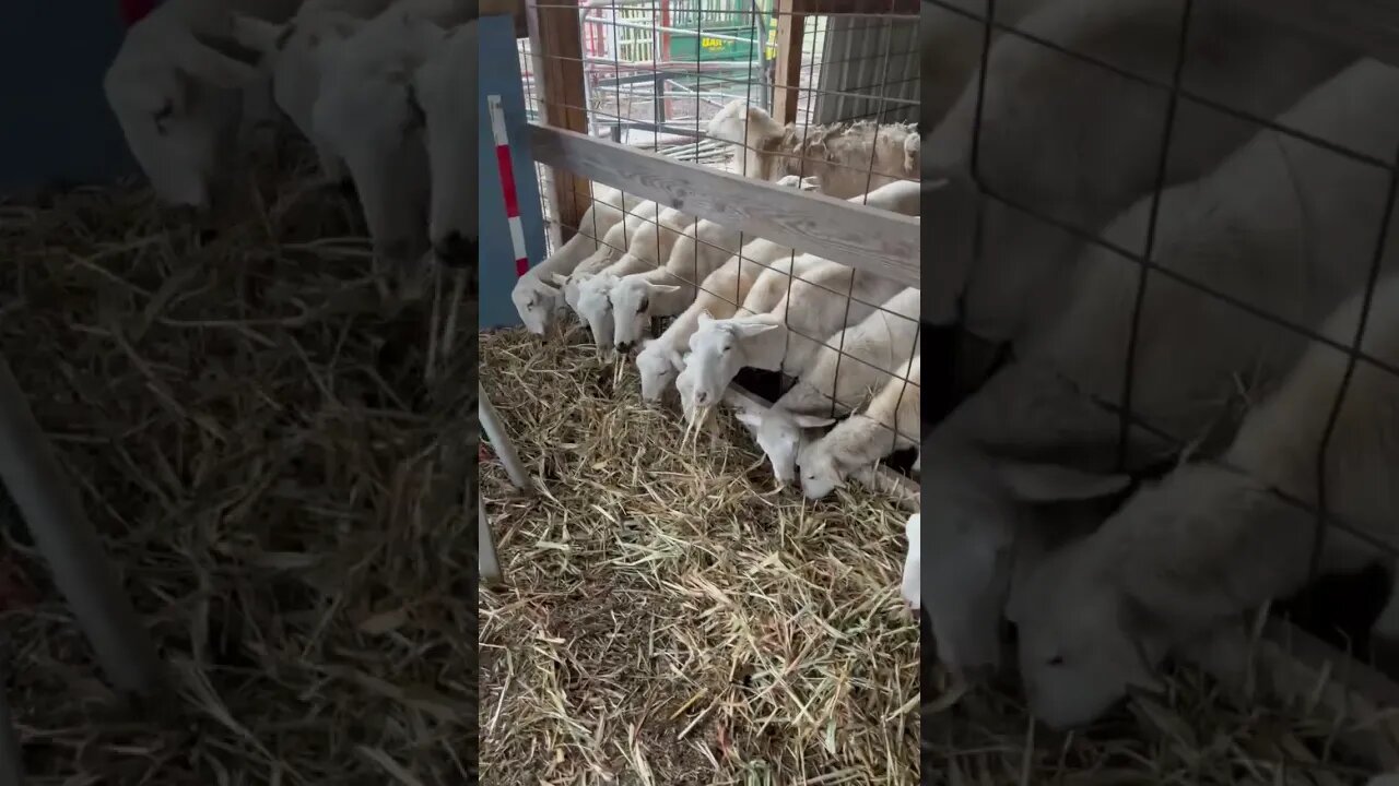 Feeding hay to our Royal White sheep!