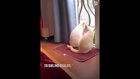 Best funny video in the world