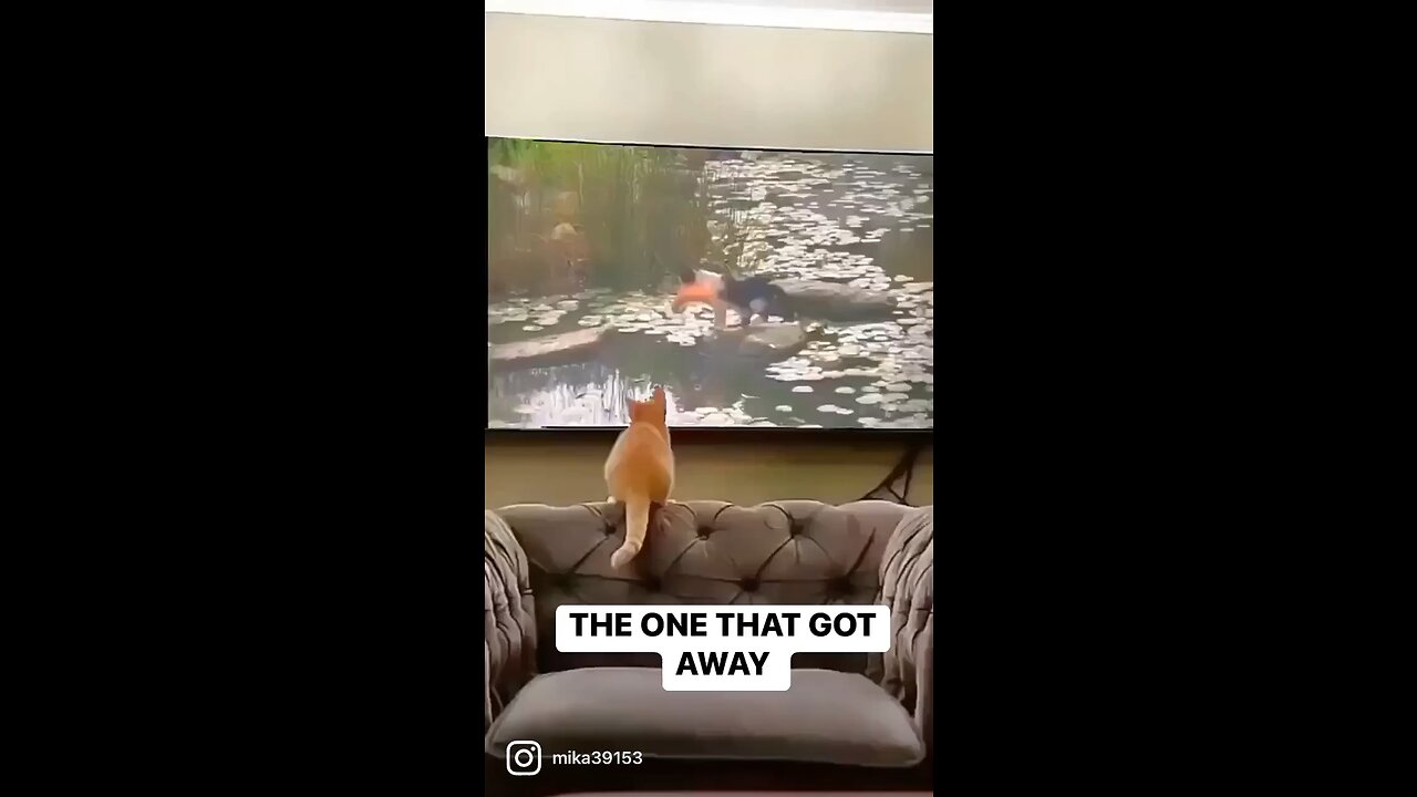 The one that got away