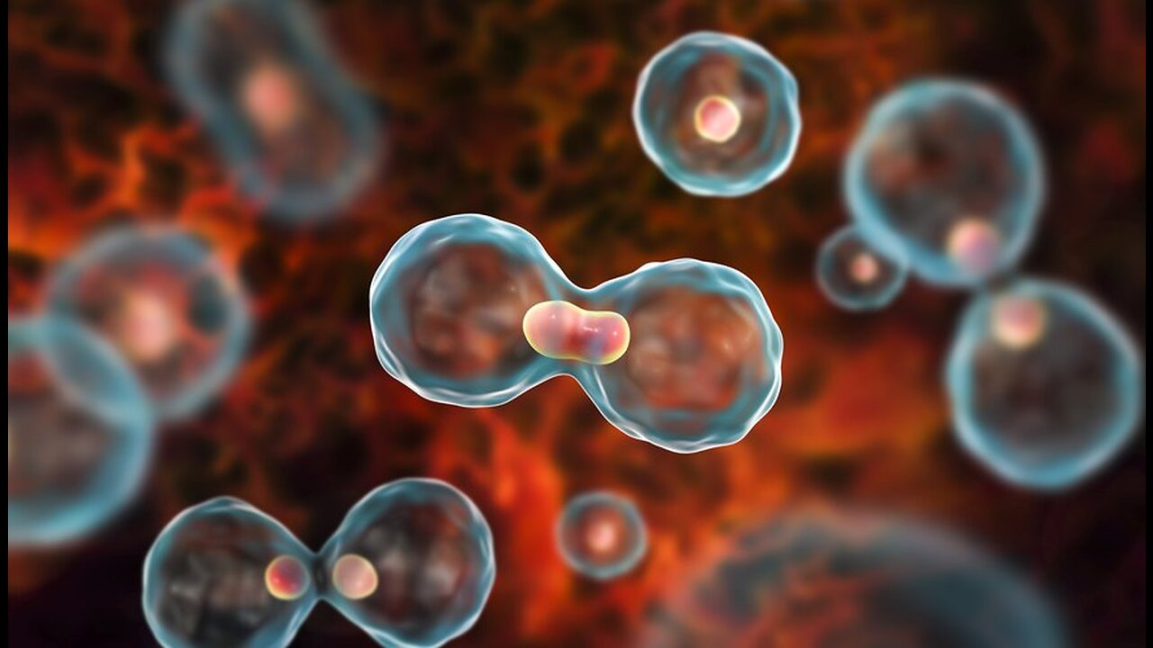 The Matrix Mania - Divine Separation (Part I)