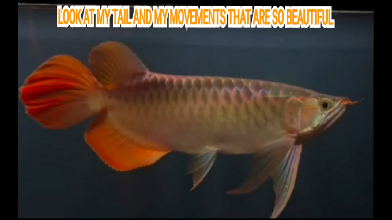 ORIGINAL SUPER RED AROWANA WEST KALIMANTAN INDONESIA