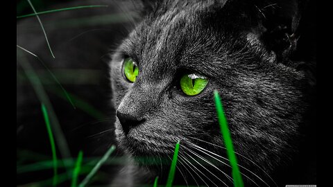 CATS in 8K (60FPS) - Ultra HD HDR