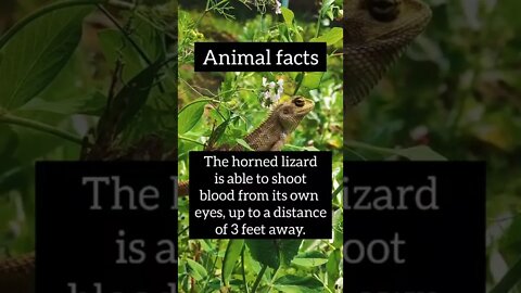 fascinating facts facts #shorts #science