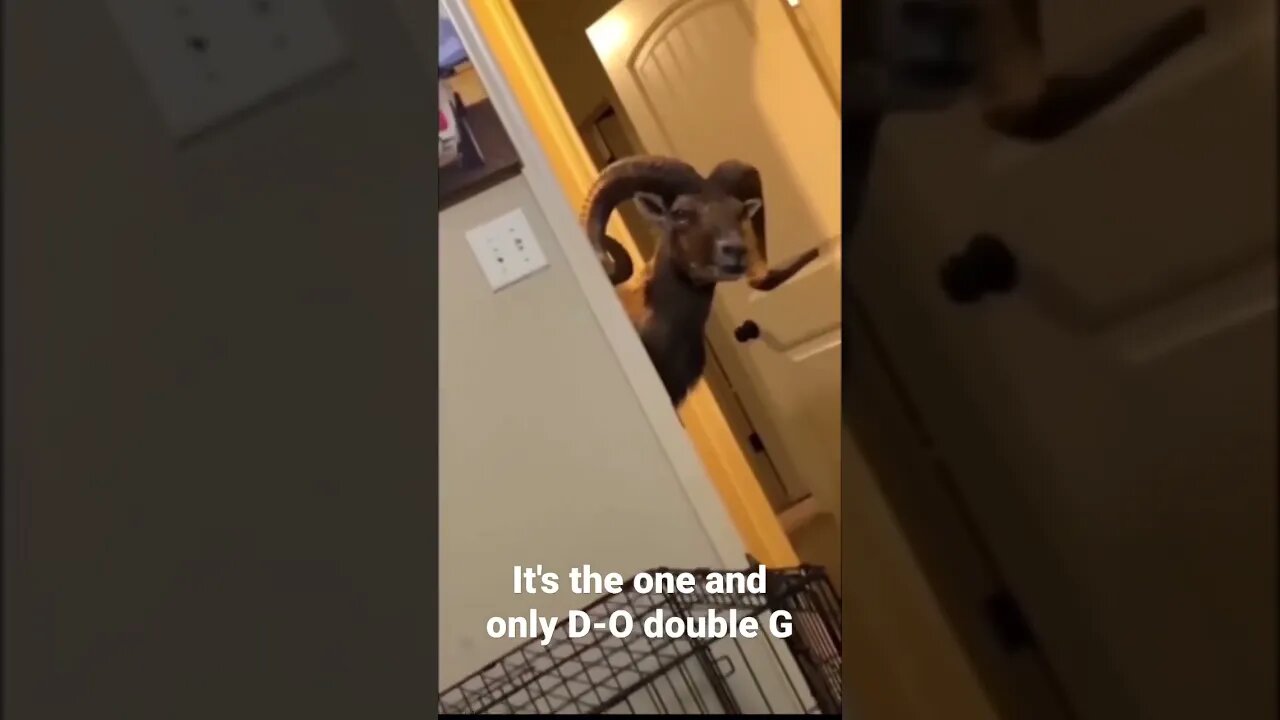 MEME is the one and only D-O double G #shorts