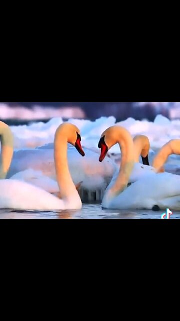 THE FAITH TO PRESS ON - DAILY DEVOTIONAL ❤️