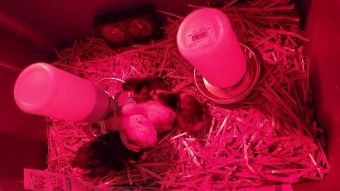 April 15, 2022 👑 Chicken Train