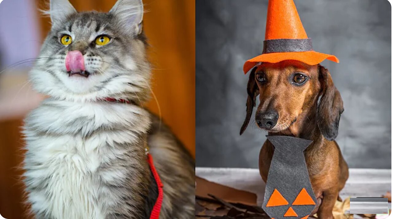 Funny Cats and Dogs videos 2024 😅 - Best Funniest Animal Videos#1