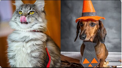 Funny Cats and Dogs videos 2024 😅 - Best Funniest Animal Videos#1